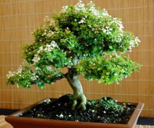 пазл Бонсай-дерево, дерево в миниатюрный лоток следующие японское искусство бонсай